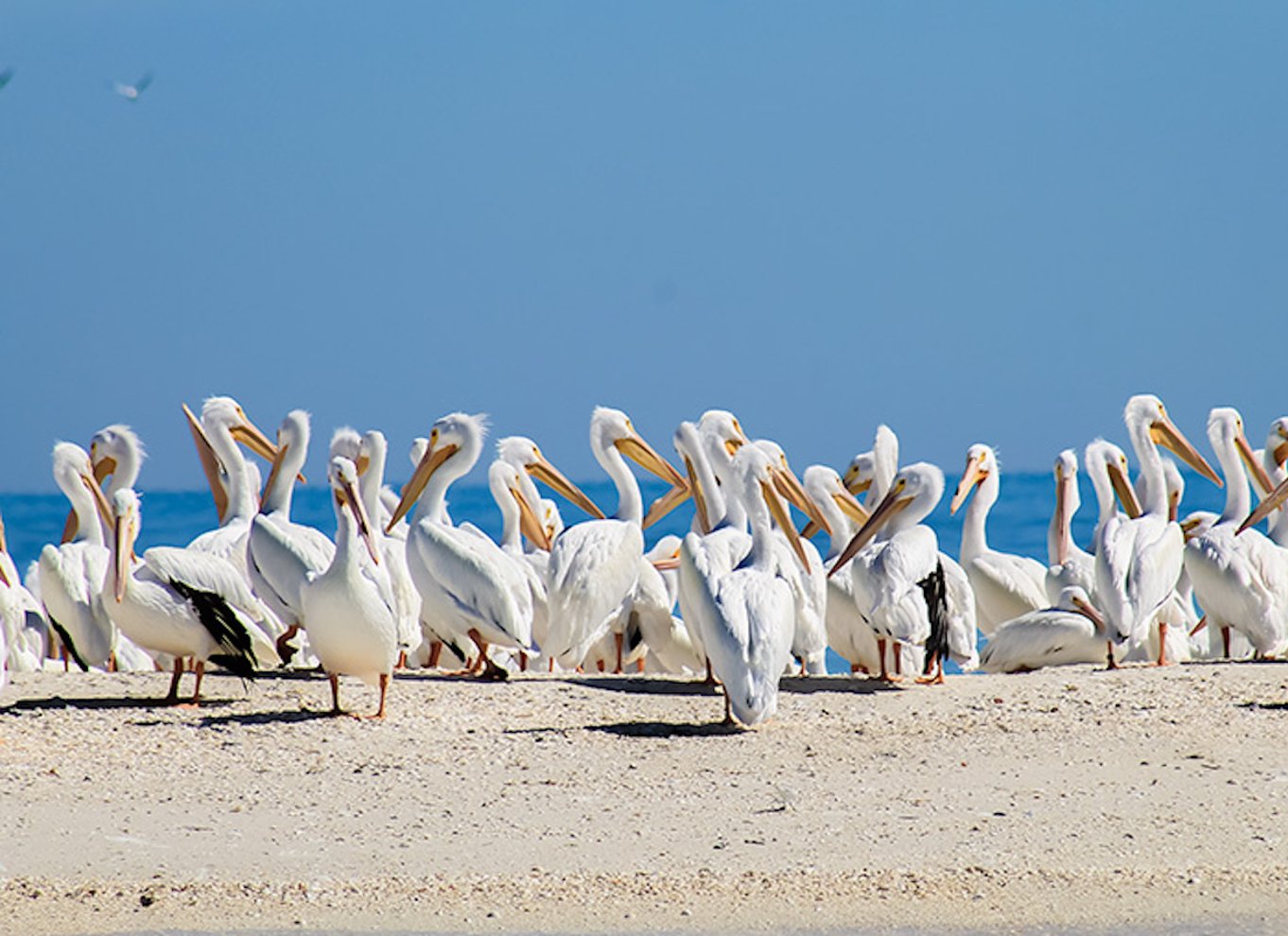 Marco Island: Shellelling og sightseeing Boat Cruise