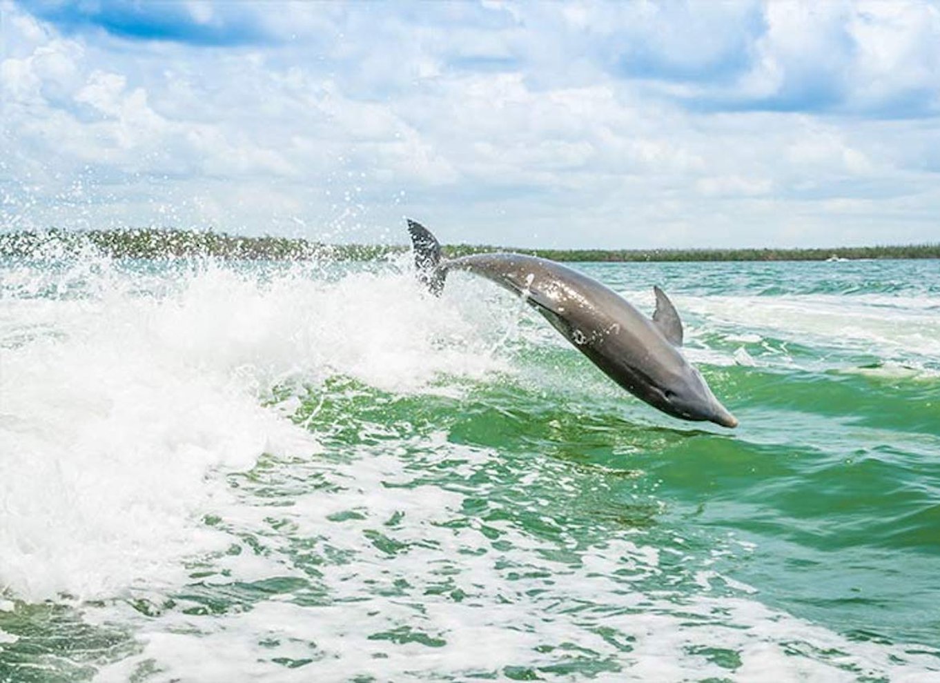 Marco Island: Shellelling og sightseeing Boat Cruise
