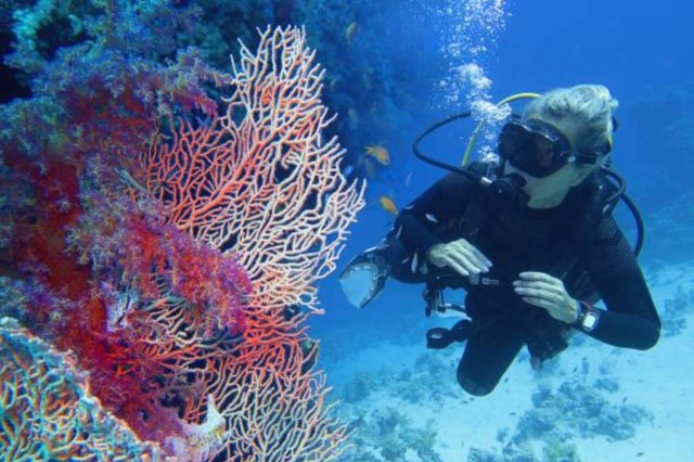 Visit From Marsa Alam Beginners Scuba Diving Day-Trip with Lunch in Marsa Alam