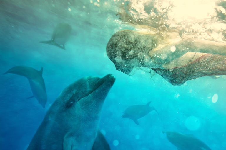Sharm El-Sheikh: Desert & Waves Adventure / Lunch Option 2 : ( 1 x DBL Parasailing + Banana + Tube )