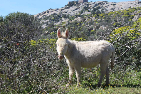 From Stintino: Asinara Sailboat Tour with Lunch Sailboat Tour and Lunch with 11 Seats