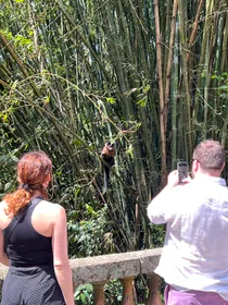 Private Tijuca Forest & Botanical Garden Tour mit Führung