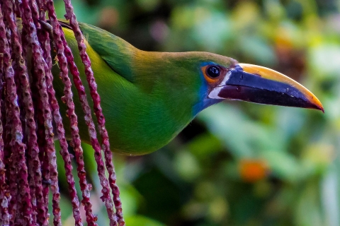 Obserwacja Ptaków - Ptactwo W Dżungli Cali