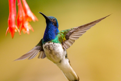 Observación de aves - Observación de aves en la selva de Cali