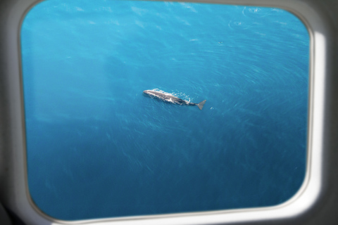 Kaikoura: 40-Minute Whale Watching Flight with Commentary