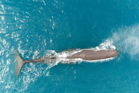 Kaikoura: volo di avvistamento balene