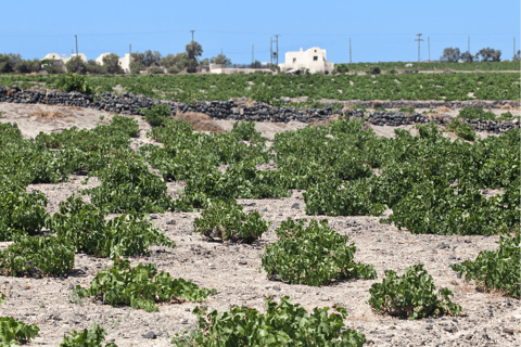 Santorini: Private Wine Tasting Experience at 3 Wineries Guided tour in English