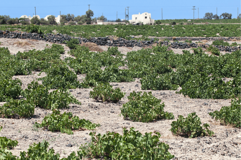 Santorini: Private Wine Tasting Experience at 3 Wineries Guided tour in English