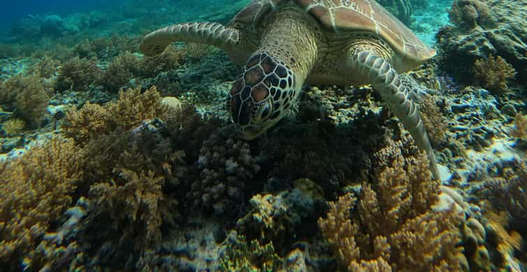 Gili Trawangan: Snorkeling privat (corali, statui, țestoase)