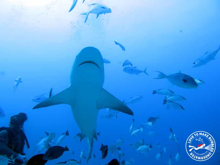 Playa Del Carmen Diving With Bull Sharks Getyourguide