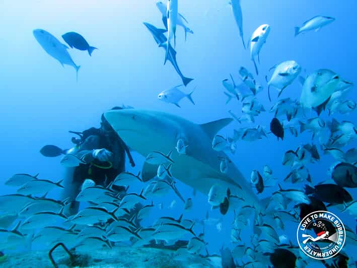 Playa del Carmen: Diving with Bull Sharks | GetYourGuide