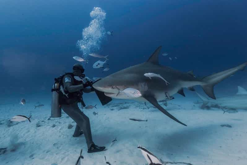 Playa del Carmen: Diving with Bull Sharks | GetYourGuide