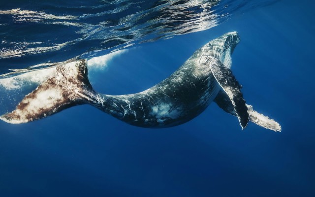 Visit Bayahibe Whale-Watching Cruise & Cayo Levantado Day Trip in La Romana