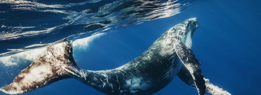 Bayahibe : Croisière d'observation des baleines et excursion d'une journée à Cayo Levantado