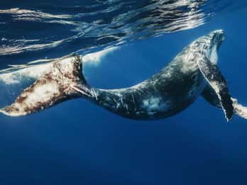 Bayahibe: Whale-Watching Cruise & Cayo Levantado Day Trip