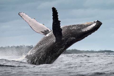 Da Santo Domingo: osservazione delle balene e Cayo Levantado