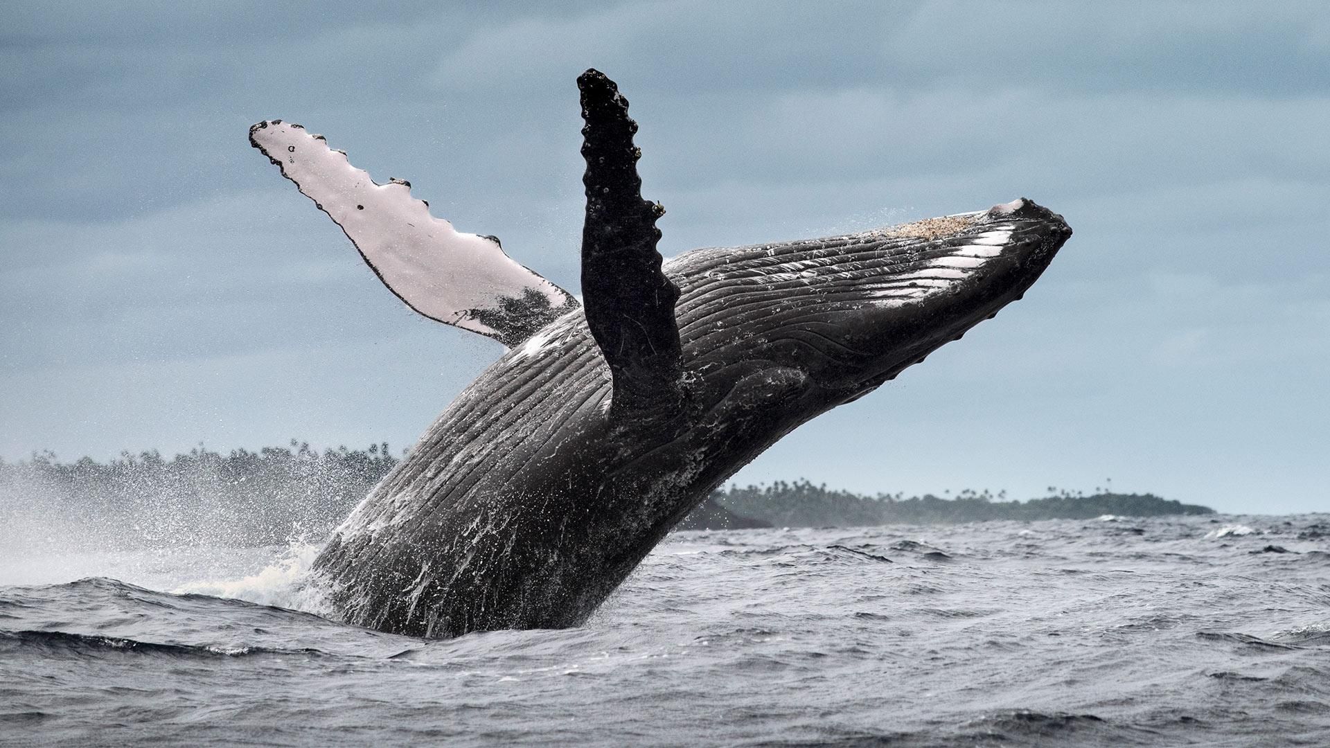 Von Santo Domingo aus: Whale Watching & Cayo Levantado