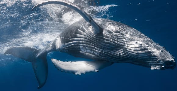 Punta Cana: Samana Whale Watching Cruise
