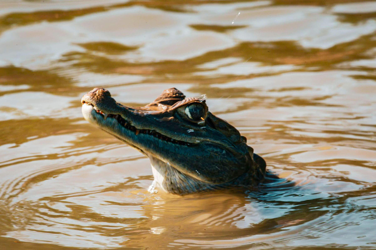 Tambopata Dschungel Safari