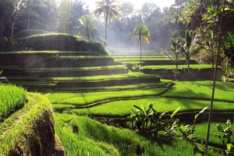 Centre de Bali : Visite du village d'Ubud, des rizières et de KintamaniCircuit de base (ne comprend pas les droits d'entrée et les repas)