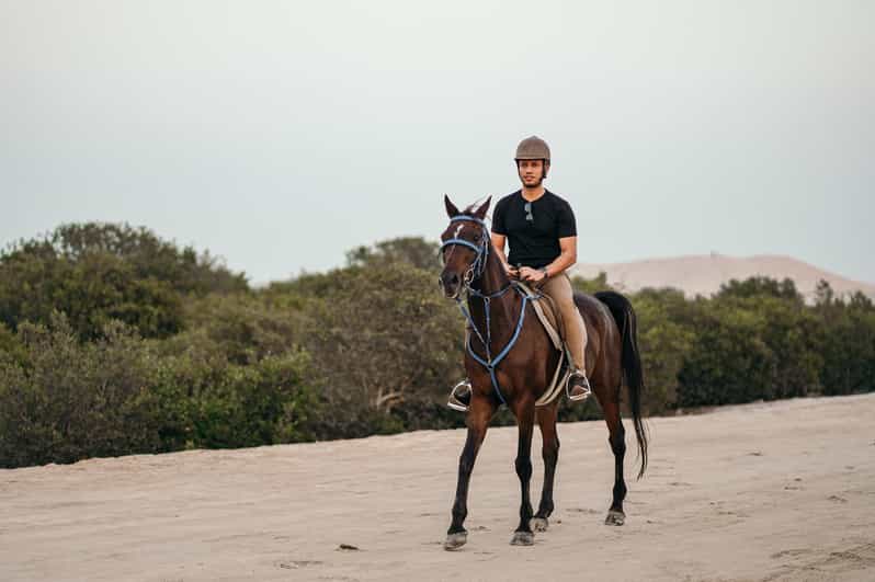From Dubai Sunset Horseback Riding Tour at Mangrove Beach GetYourGuide