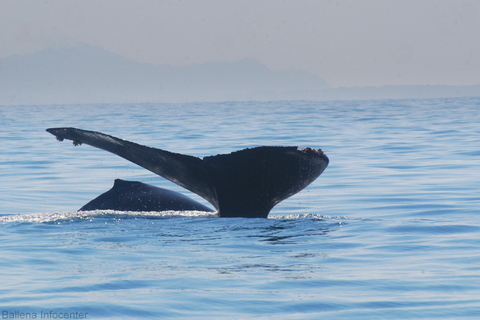 Marino Ballena National Park: Watching Whales and Dolphins