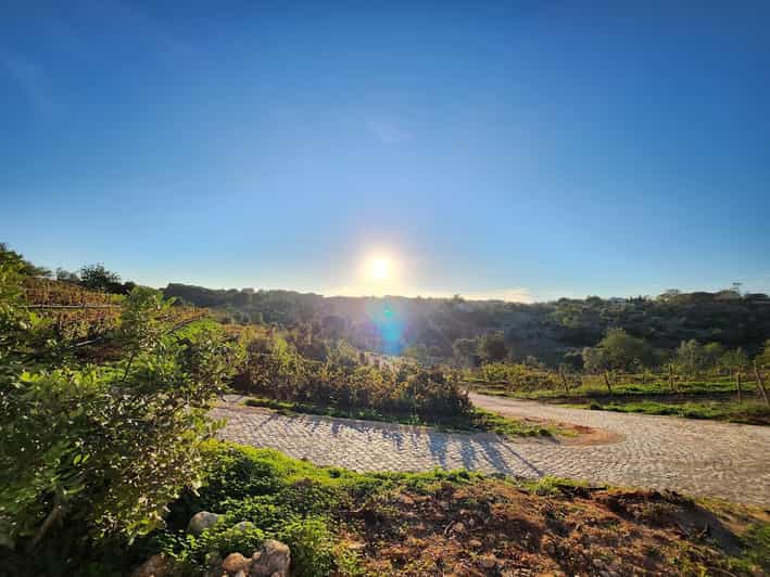 Porches: Algarve Vineyard Tour and Wine Tasting Experience | GetYourGuide