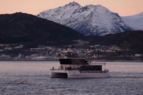Fra Tromsø: Hvalsafari med hybridelektrisk katamaran