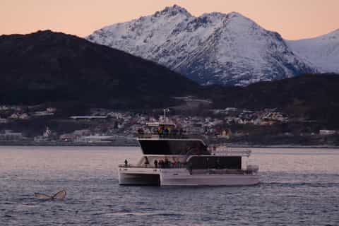 Tromsø: Whale Watching Tour by Hybrid-Electric Catamaran