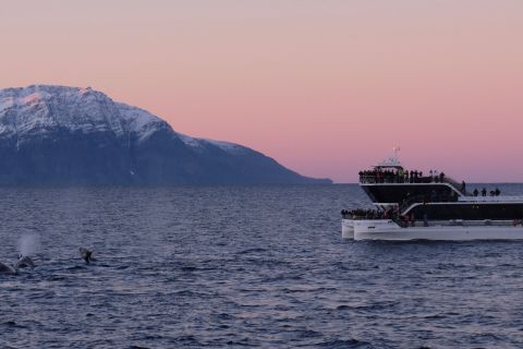 Fra Tromsø: Hvalsafari med hybridelektrisk katamaran