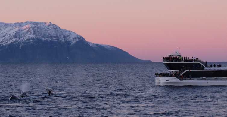 Tromsø Whale Watching Tour by Hybrid Electric Catamaran