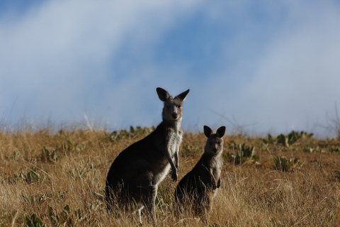 Au départ de Sydney : Excursion d'une journée à Canberra7.15h Eglise St Laurence, 812 George St, Haymarket