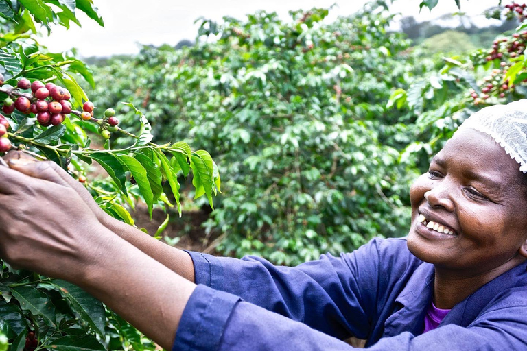 Nairobi: Fairview Coffee Estate Tour with Tasting and Pickup