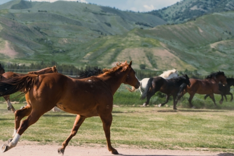 Jackson Hole: Willow Creek Horseback Riding Tour with Lunch Jackson Hole: Willow Creek Horseback Ride with Lunch
