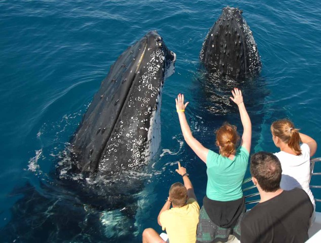 Visit Samana Half Day Whale Watching Humpback Whale Watching in Las Galeras