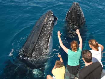 Samana: Half Day Whale Watching Humpback Whale Watching