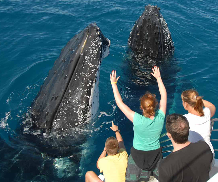 Samana: Half Day Whale Watching Humpback Whale Watching