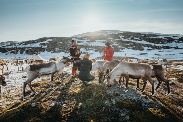 Visit Tromsø Arctic Fjords and Reindeer Experience in Tromsø, Norway