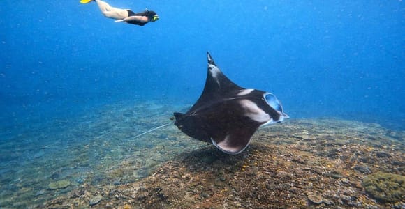 Nusa Penida: Manta Ray & Marine Life Snorkeling Adventure