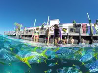 Cairns, Outer Great Barrier Reef Pontoon con attività - Housity