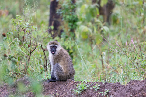 Viagem de 1 dia ao Lago Nakuru saindo de NairóbiViagem de um dia ao Lago Nakuru saindo de Nairobi