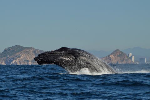 Mazatlan : Aventure d'observation des baleines