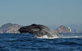 Mazatlan: Whale Watching Adventure