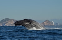 Mazatlan, Whale Watching Adventure - Hizvo