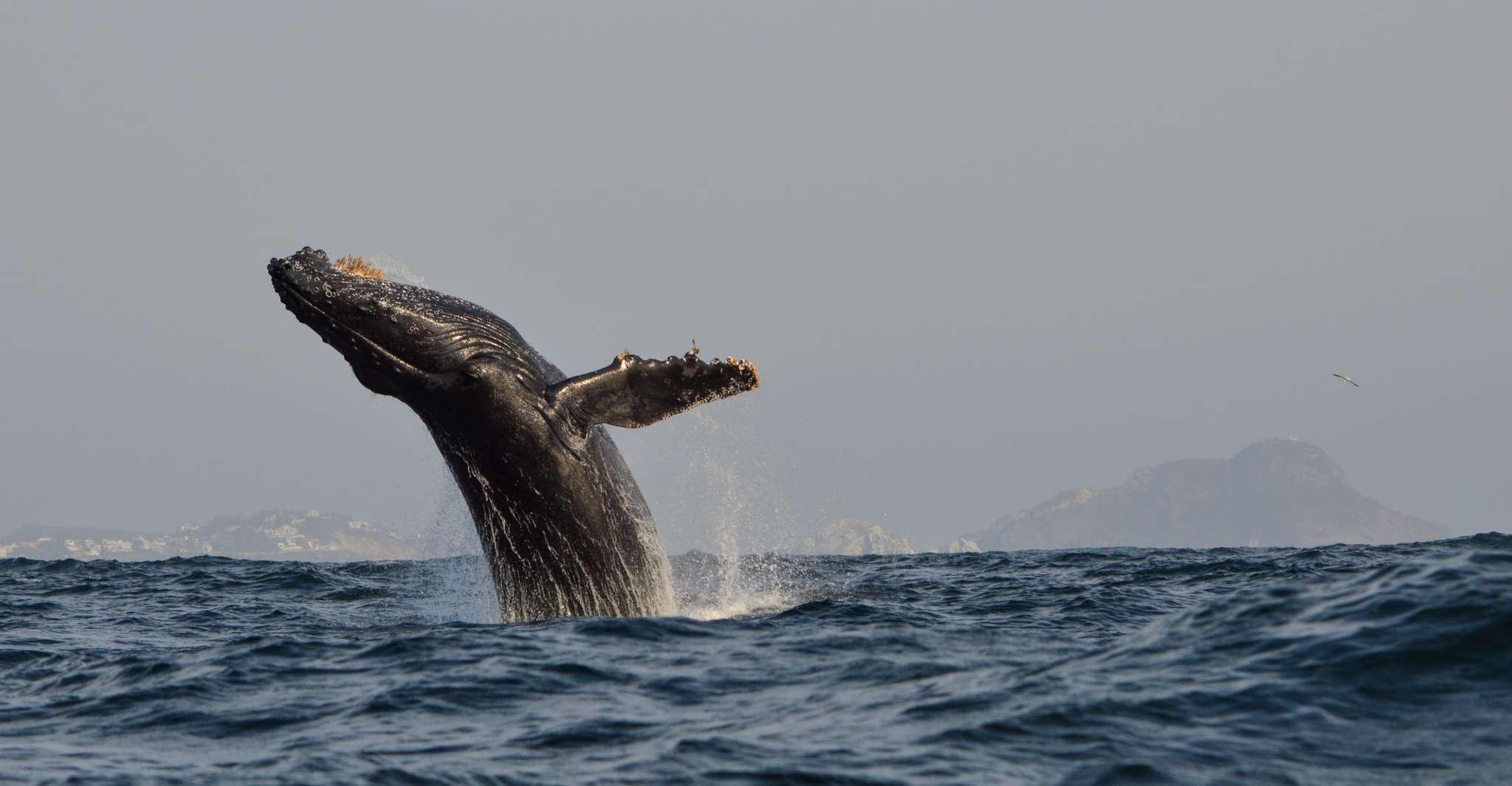 Mazatlan, Whale Watching Adventure - Hizvo