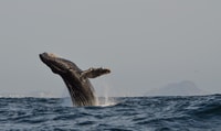 Mazatlan, Whale Watching Adventure - Hizvo