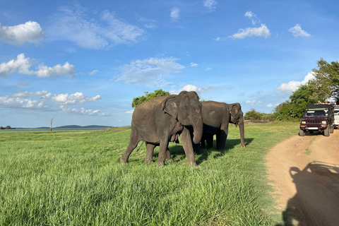 Minneriya National Park : Safari Jeep with Tickets