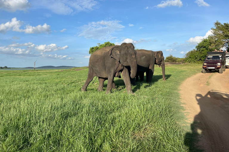 Parque Nacional de Minneriya : Safari en Jeep con entradas