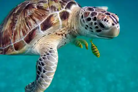 San Domino, Tremiti: tour guidato di snorkeling