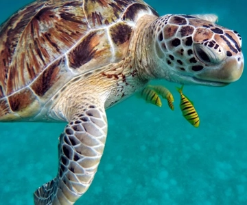 San Domino, Tremiti: guided snorkeling tour
